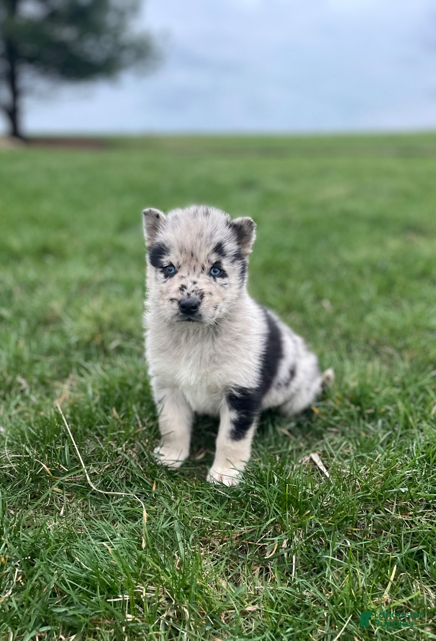 Gerberian Shepsky dogs Wolf - Ad 2