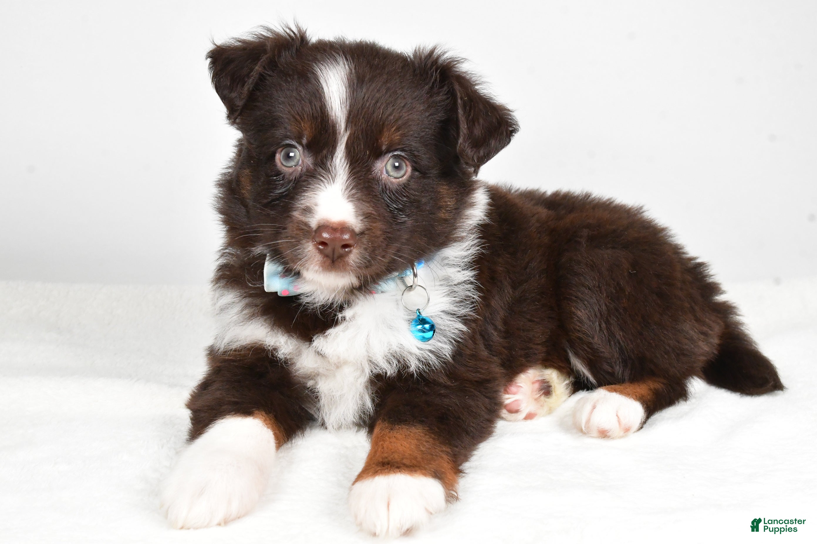 Mini Aussiedoodle dogs Stormy - Ad 15