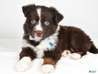 Mini Aussiedoodle dogs Stormy - Ad 31