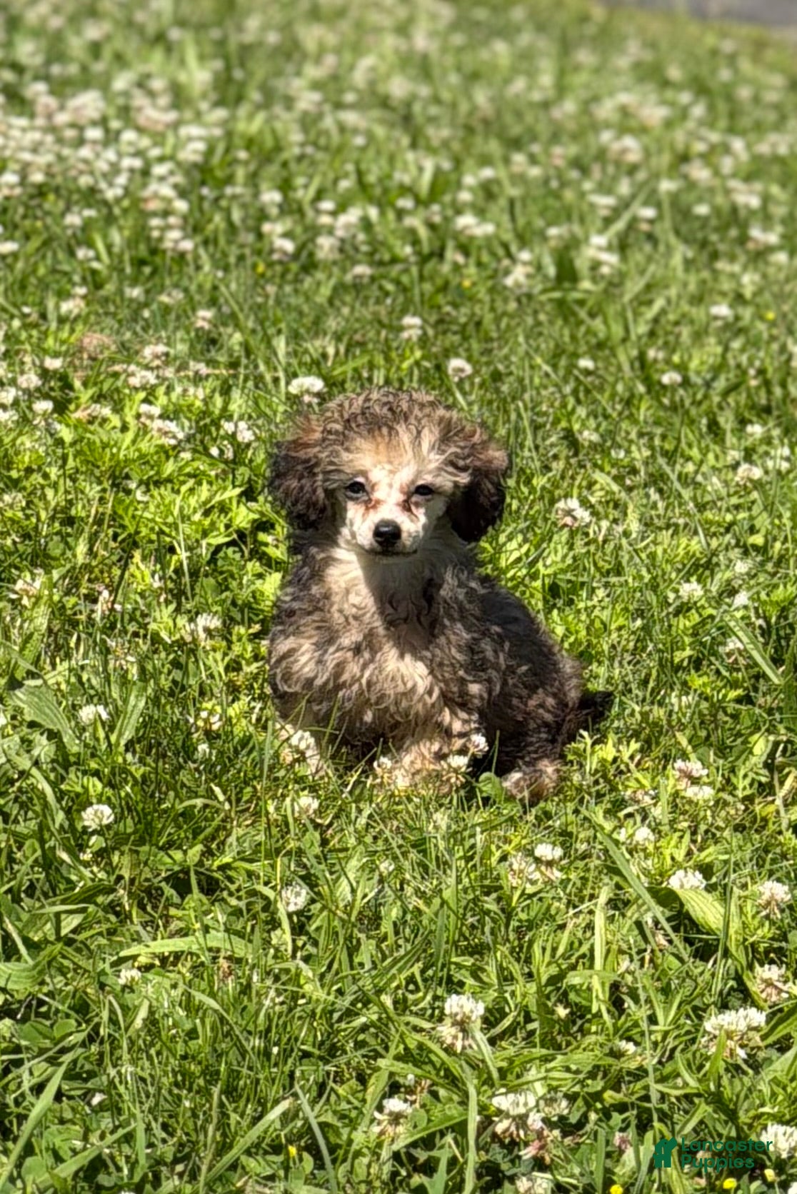 Toy Poodle dogs for sale: Milan  - Ad 2