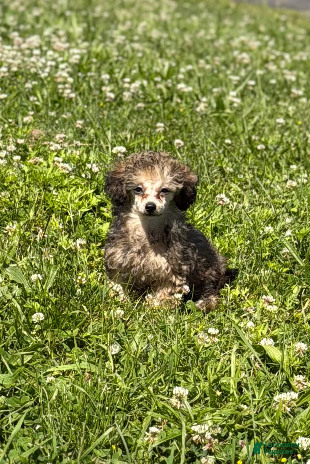 Toy Poodle dogs for sale: Milan  - Ad 1