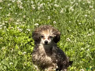 Toy Poodle dogs for sale: Milan - Ad 2