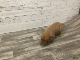 Golden Retriever dogs Golden Retriever Puppy 2 - Ad 23