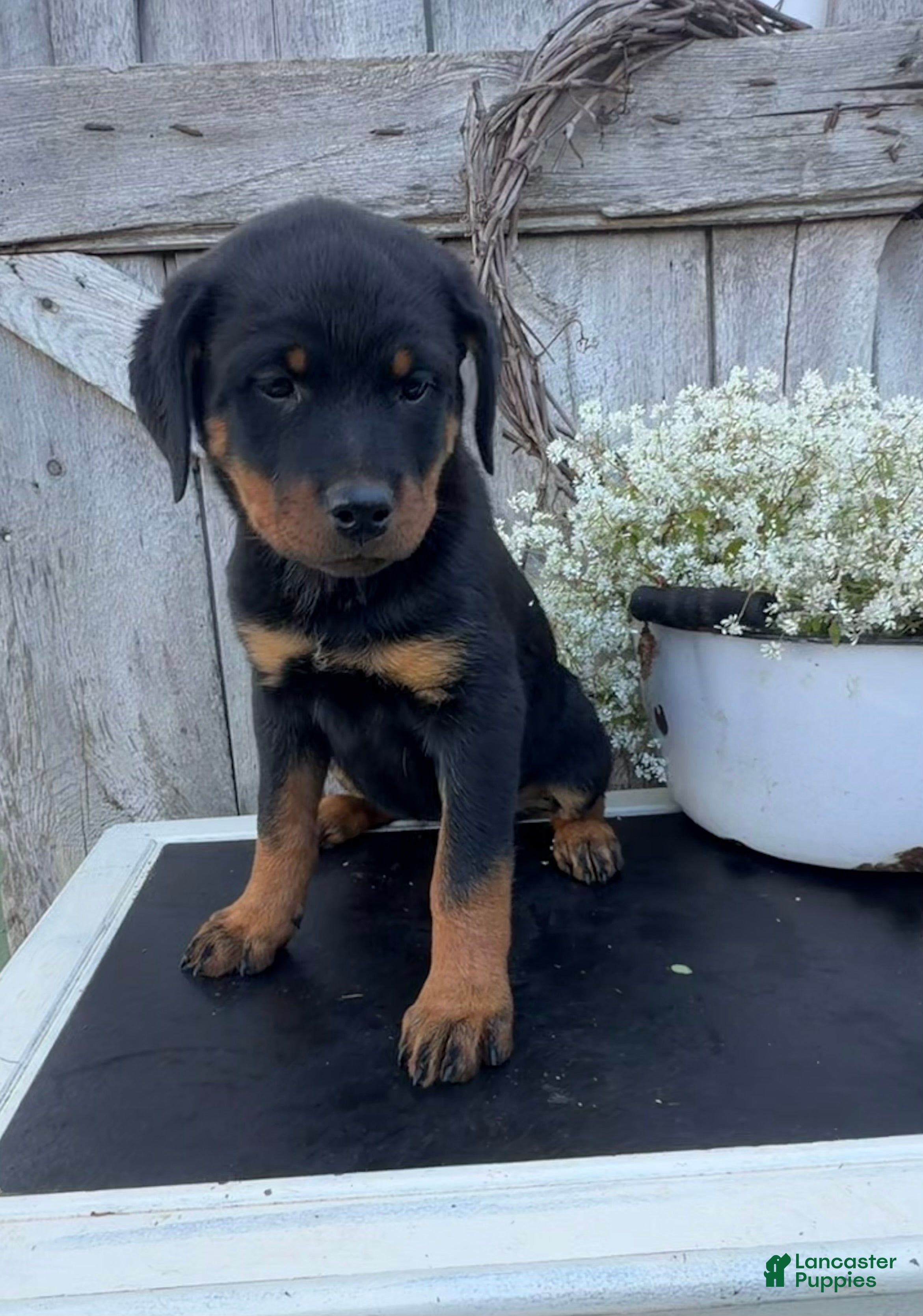 Rottweiler dogs for sale: Bella - Ad 1