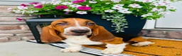 Basset Hound dogs for sale: Teddy - Ad 4