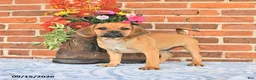 Puggle dogs for sale: Sunnie - Ad 5