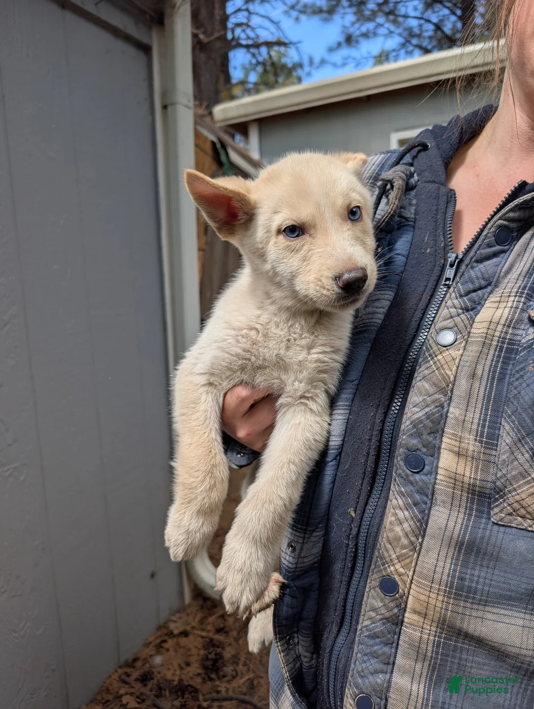 Mixed Breed dogs for sale: Stormtrooper  - Ad 1