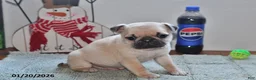 Pug dogs for sale: Billy - Ad 8