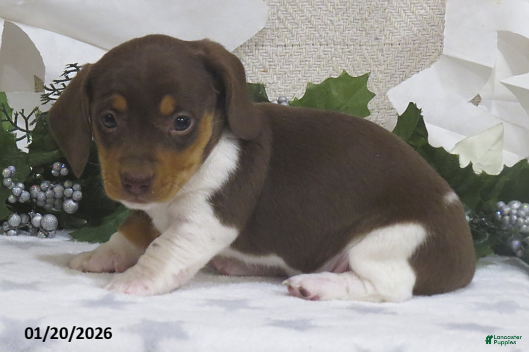 Miniature Dachshund dogs for sale: Jemima - Ad 3