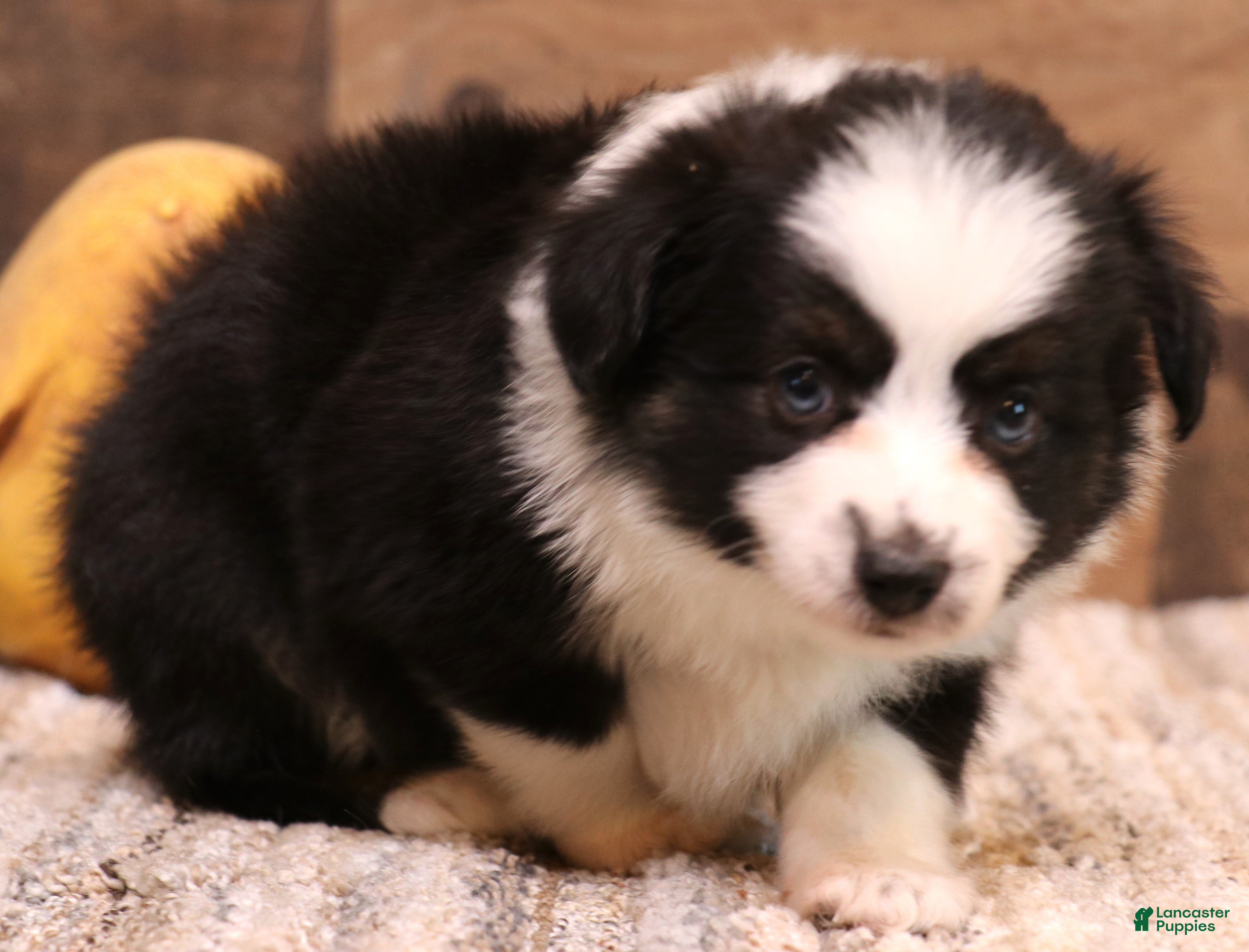 Toy Australian Shepherd dogs Carrie black-tri Toy Aussie female w/ beautiful white collar & bib - Ad 8