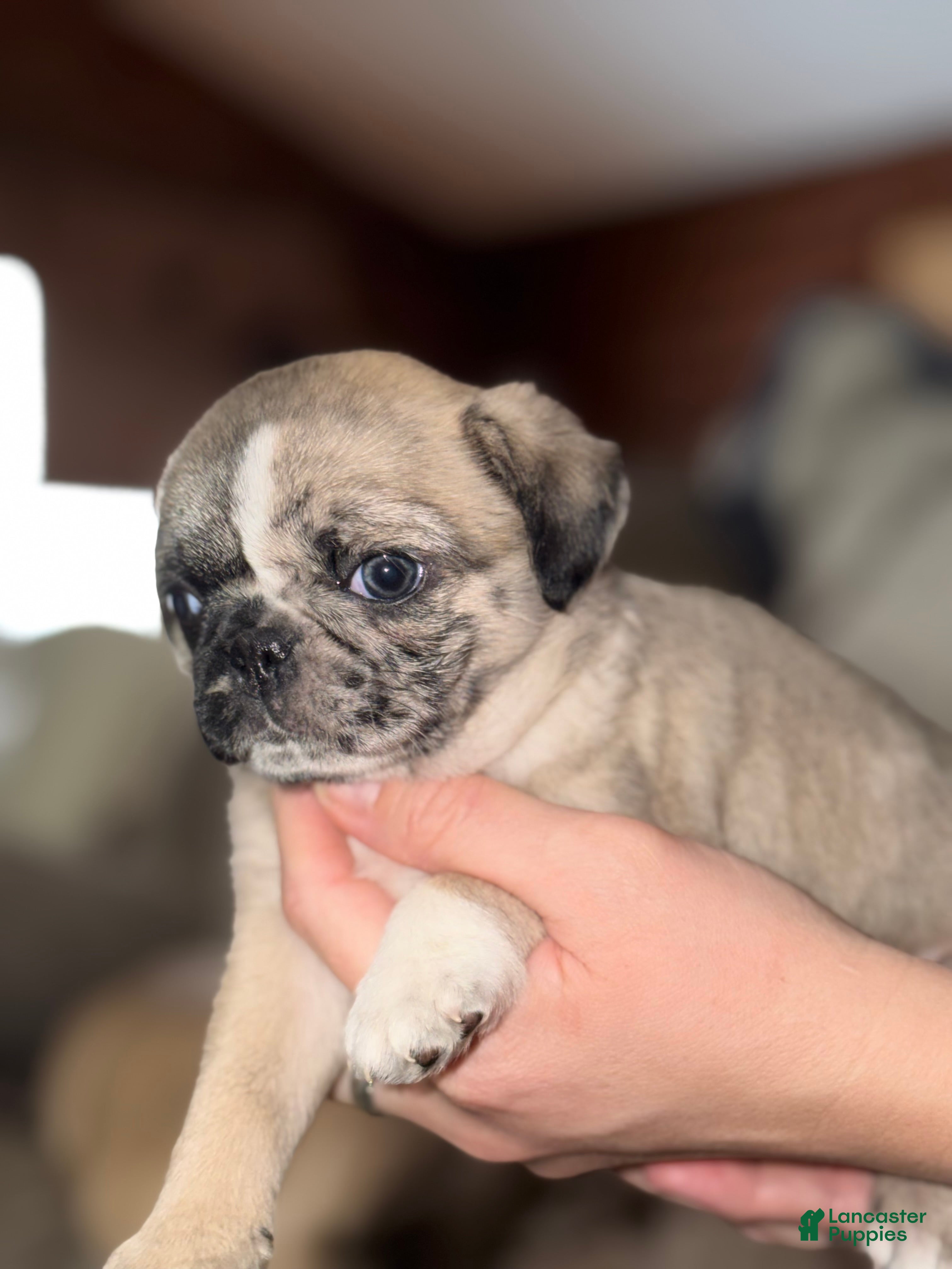 Pug dogs Piper  - Ad 17