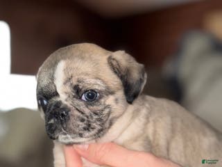 Pug dogs Piper - Ad 17