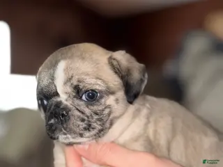 Pug dogs Piper - Ad 16