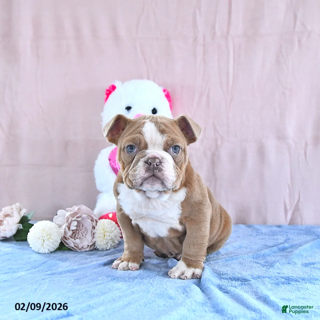 Bull Terrier dogs for sale: Winston - Ad 2