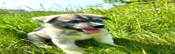 Mixed Breed dogs for sale: Dopey - Ad 3