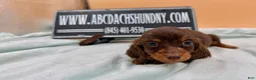 Miniature Dachshund dogs for sale: Ch AKC russian - Ad 3