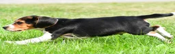 Beagle dogs for sale: Sammy - Ad 4