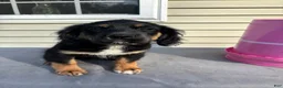 Mixed Breed dogs for sale: Bruce - Ad 2