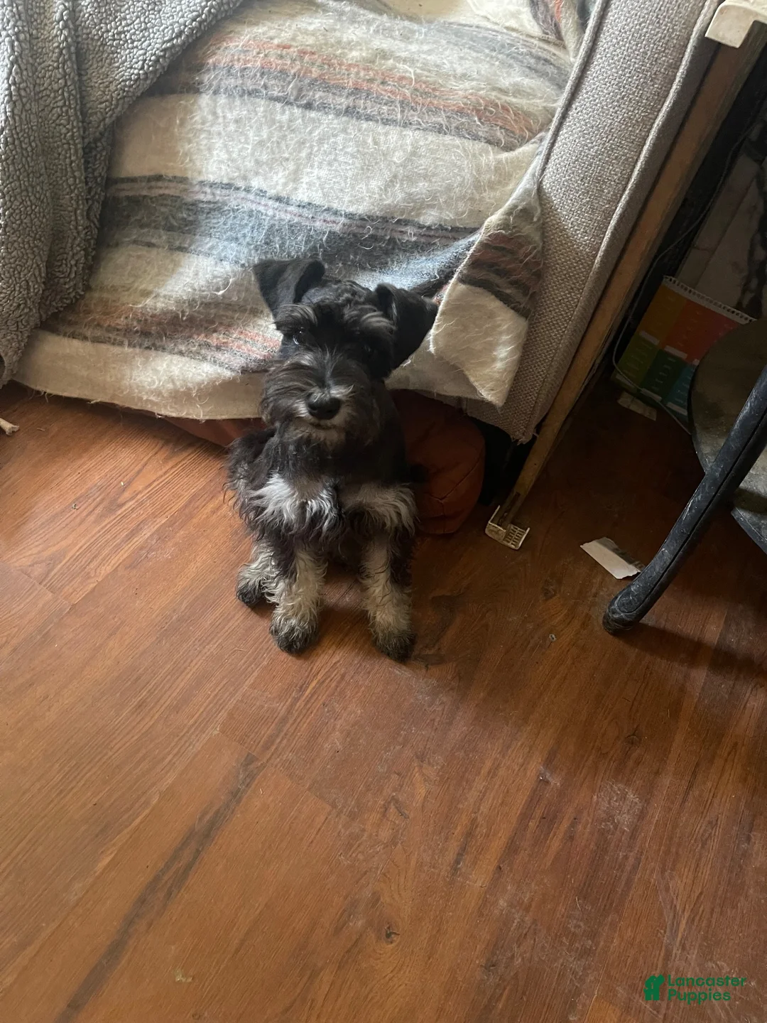 Miniature Schnauzer dogs for sale: Miniature Schnauzer 1 - Ad 1