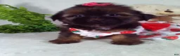 Shorkie dogs for sale: Gia - Ad 5