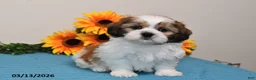 Shih Tzu dogs for sale: Peanut  - Ad 5