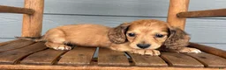 Miniature Dachshund dogs for sale: Burlap - Ad 6