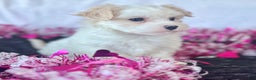 Maltese dogs for sale: Colton - Ad 5