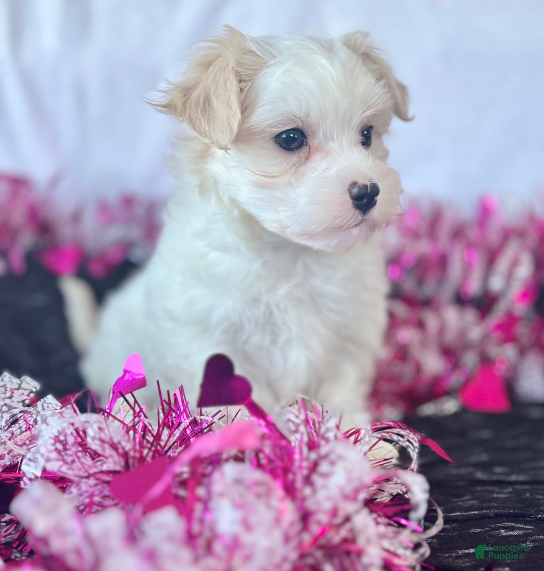 Maltese dogs for sale: Colton - Ad 5