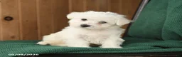 Westiepoo dogs for sale: Frank  - Ad 2