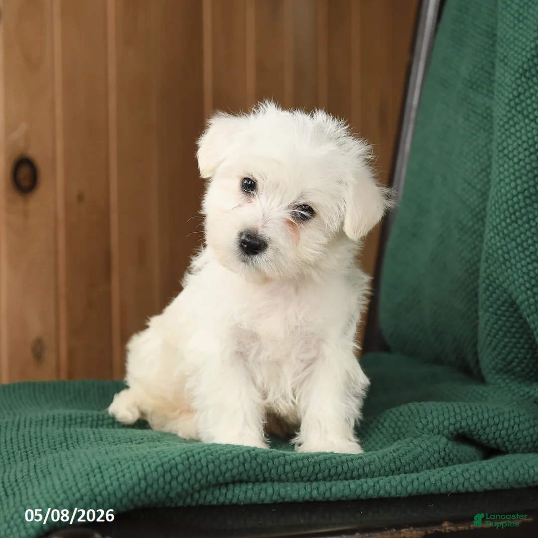 Westiepoo dogs for sale: Frank  - Ad 2