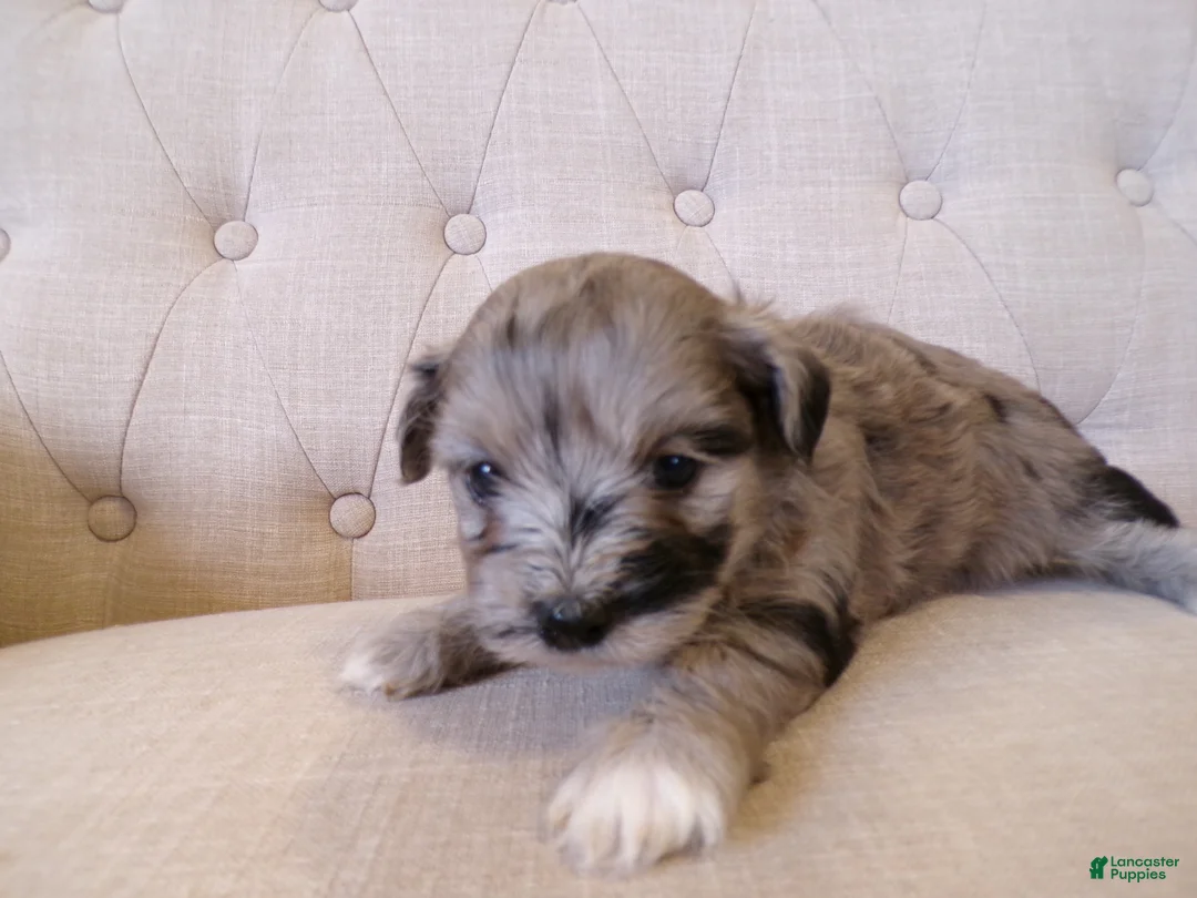 Shihpoo dogs for sale: Peyton - Ad 1