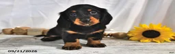 Miniature Dachshund dogs for sale: Espresso - Ad 3
