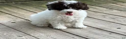 Miniature Poodle dogs for sale: ORSON - Ad 1