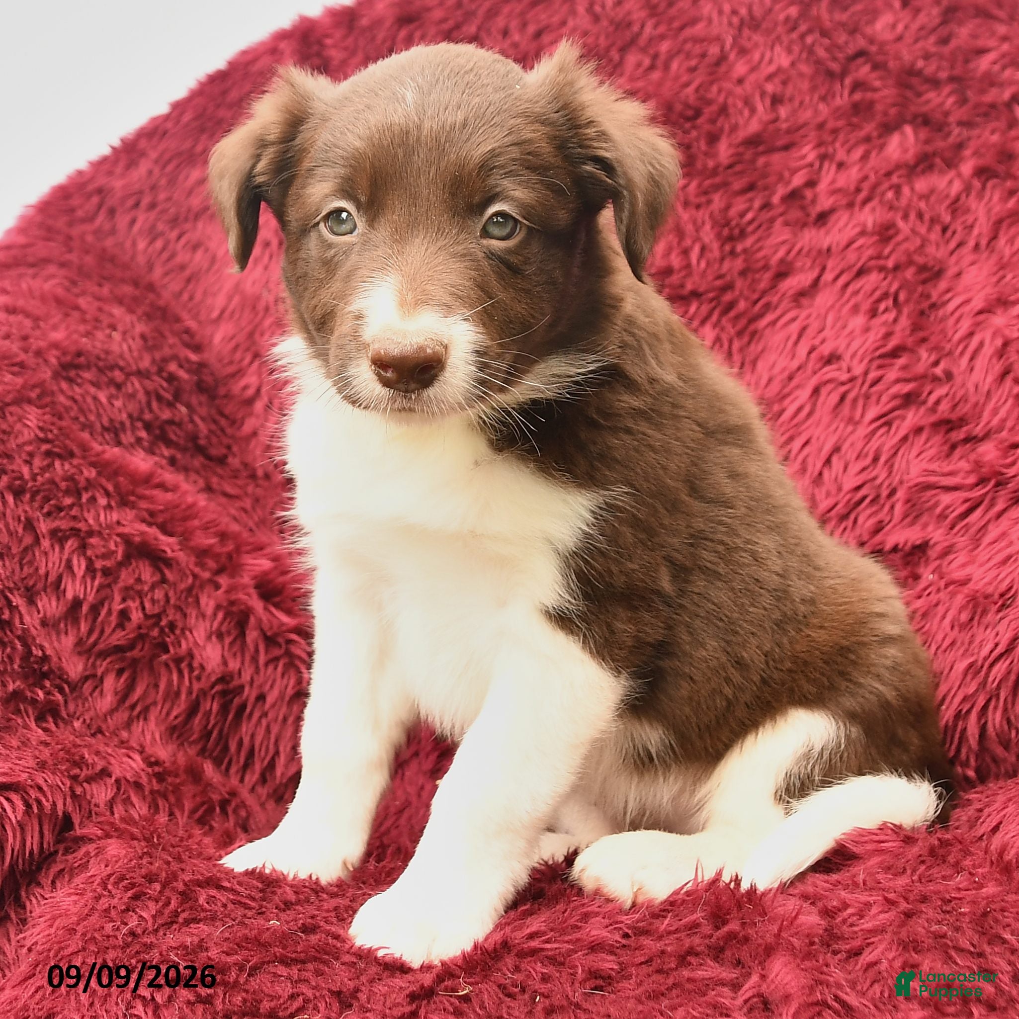 Border Collie dogs Nisa - Ad 2