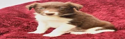 Border Collie dogs for sale: Nisa - Ad 2