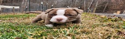 American Bully dogs for sale: American Bully Puppy 2 - Ad 2