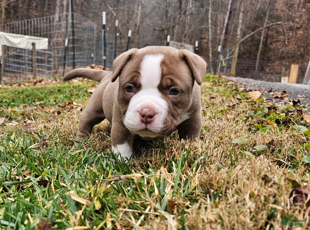 American Bully dogs for sale: American Bully Puppy 2 - Ad 2