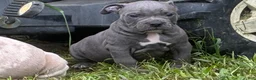 Olde English Bulldogge dogs for sale: Olde English Bulldogge 8 - Ad 5