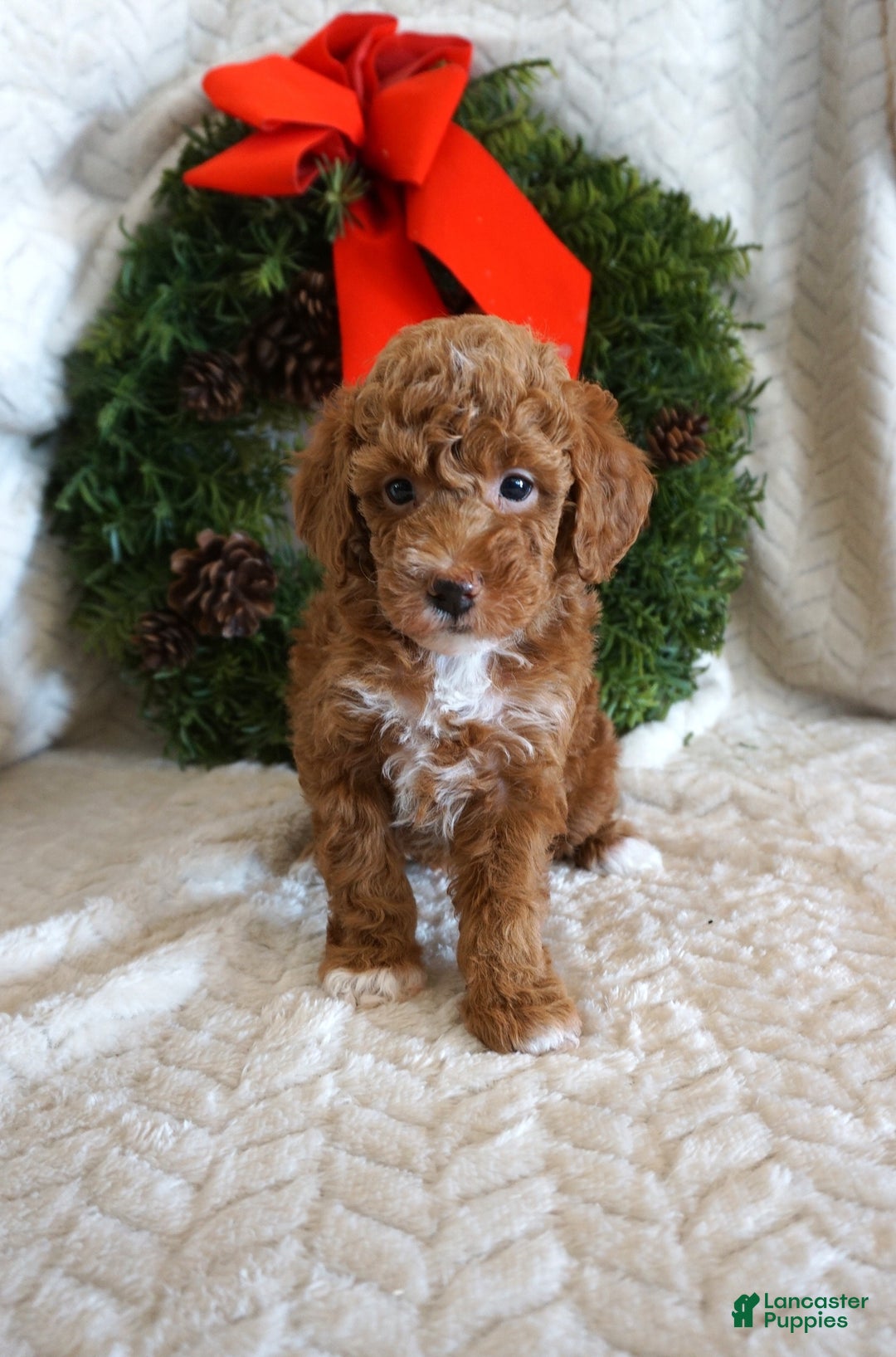 Toy Poodle dogs for sale: Kip - Ad 1