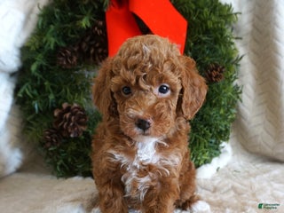 Toy Poodle dogs Kip - Ad 31