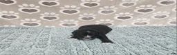 Mini Bernedoodle dogs for sale: F1b Porter - Ad 4