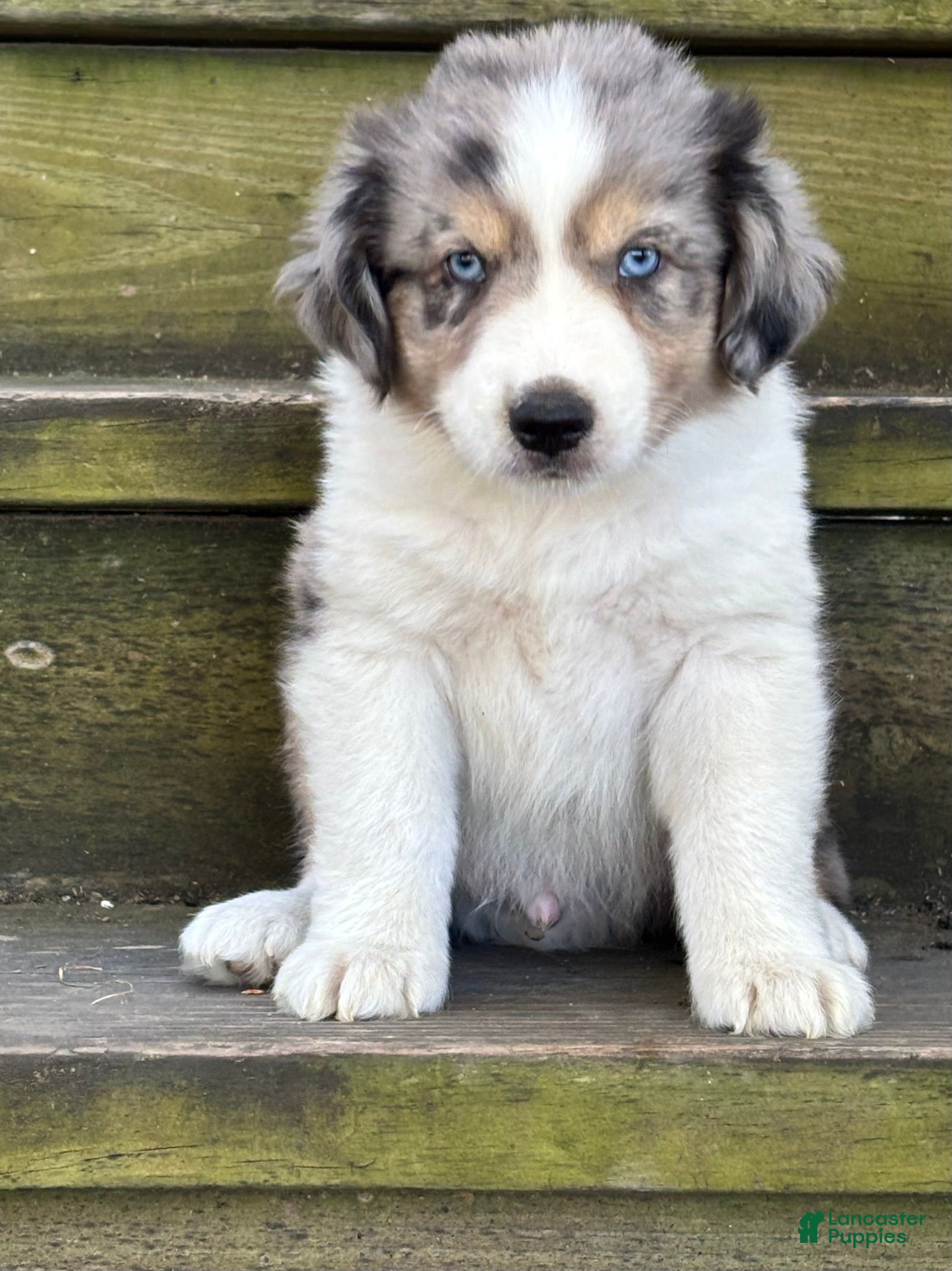 Mini Aussiedoodle dogs Twix - Ad 1