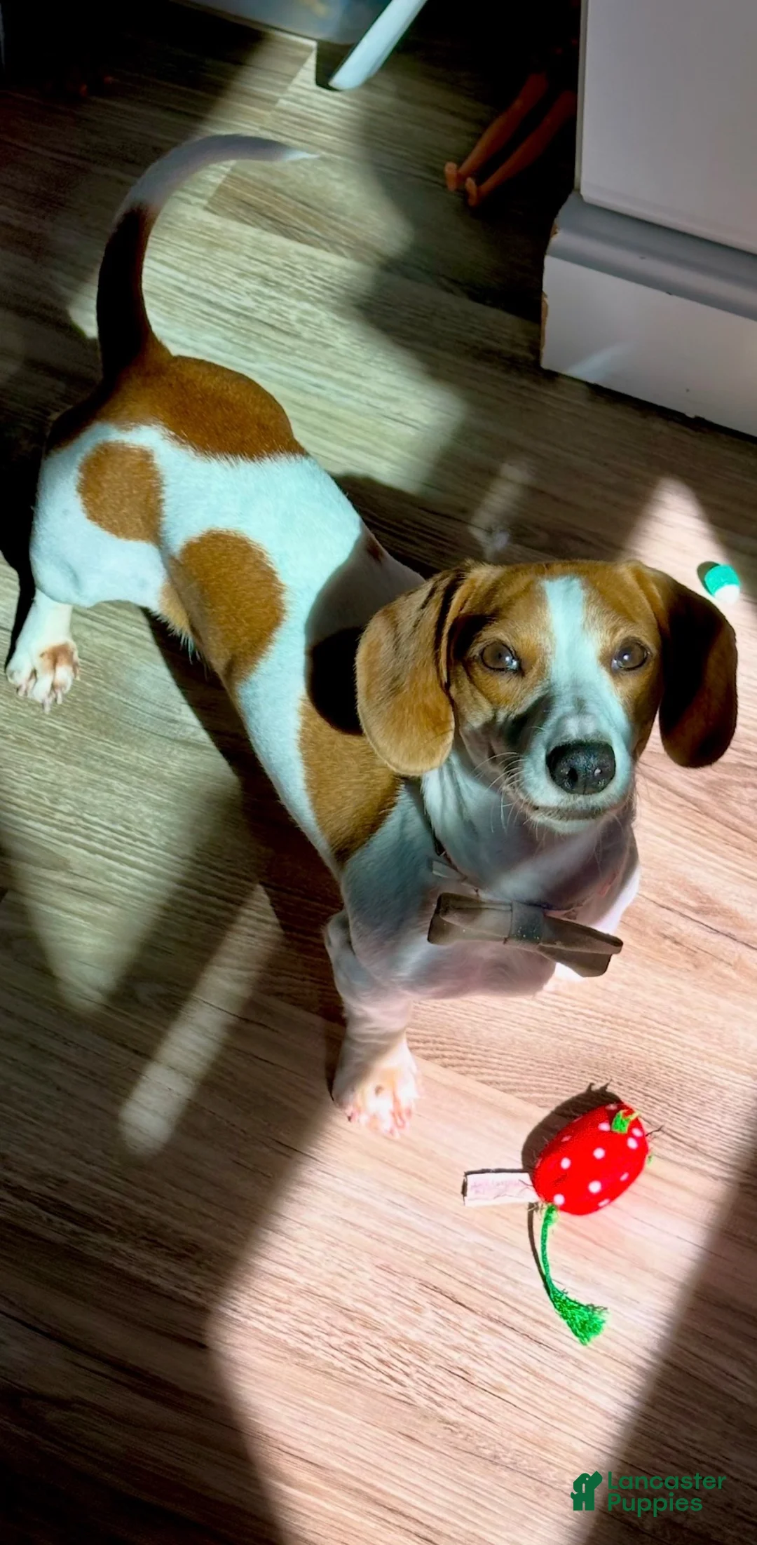 Miniature Dachshund dogs for sale: Coconut 🥥 - Ad 11
