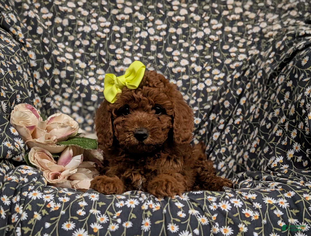 Miniature Poodle dogs for sale: Wanda - Ad 5
