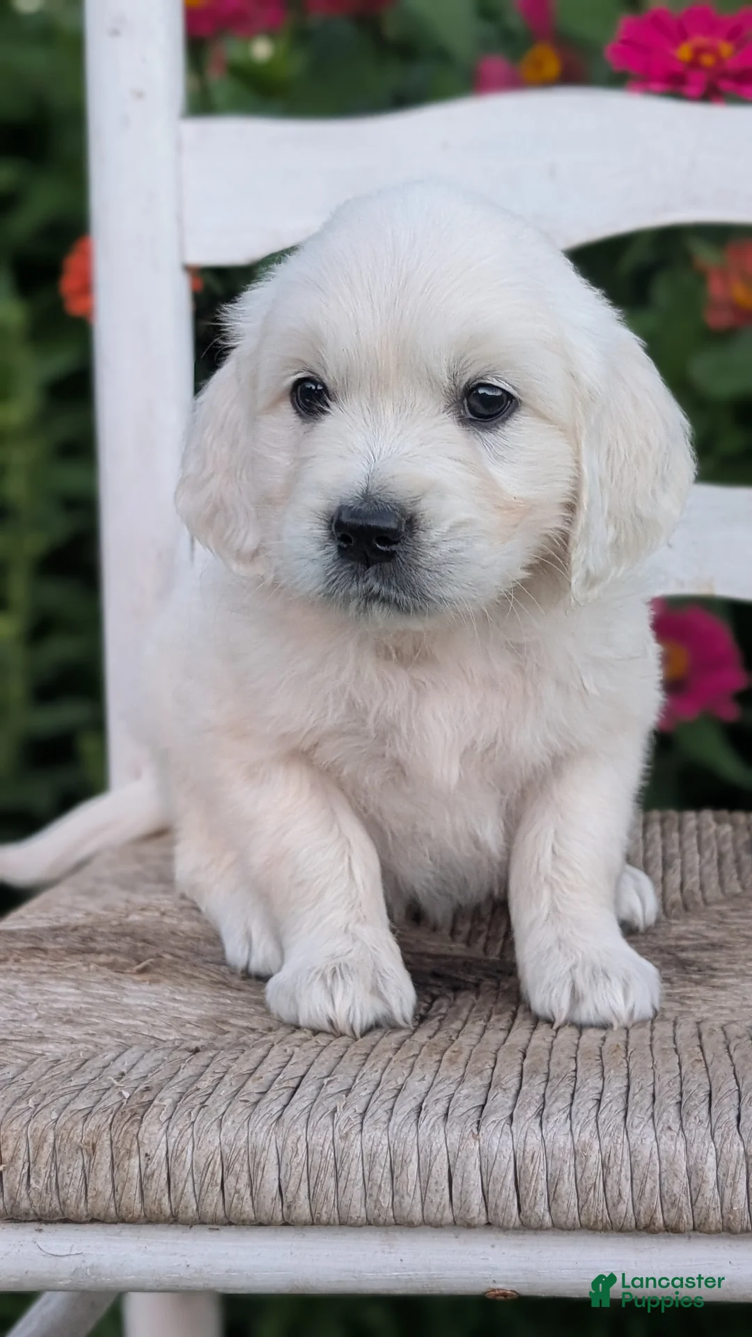 Golden Retriever dogs for sale: Bitsy - Ad 2