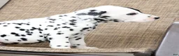 Dalmatian dogs for sale: Patches - Ad 4