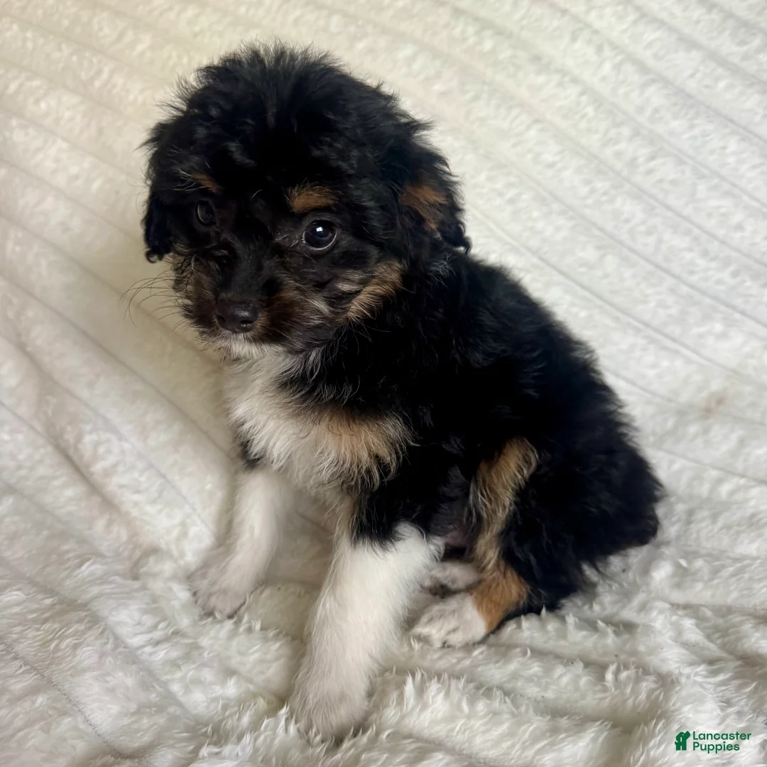 Mixed Breed dogs for sale: 1 Bowser  - Ad 3