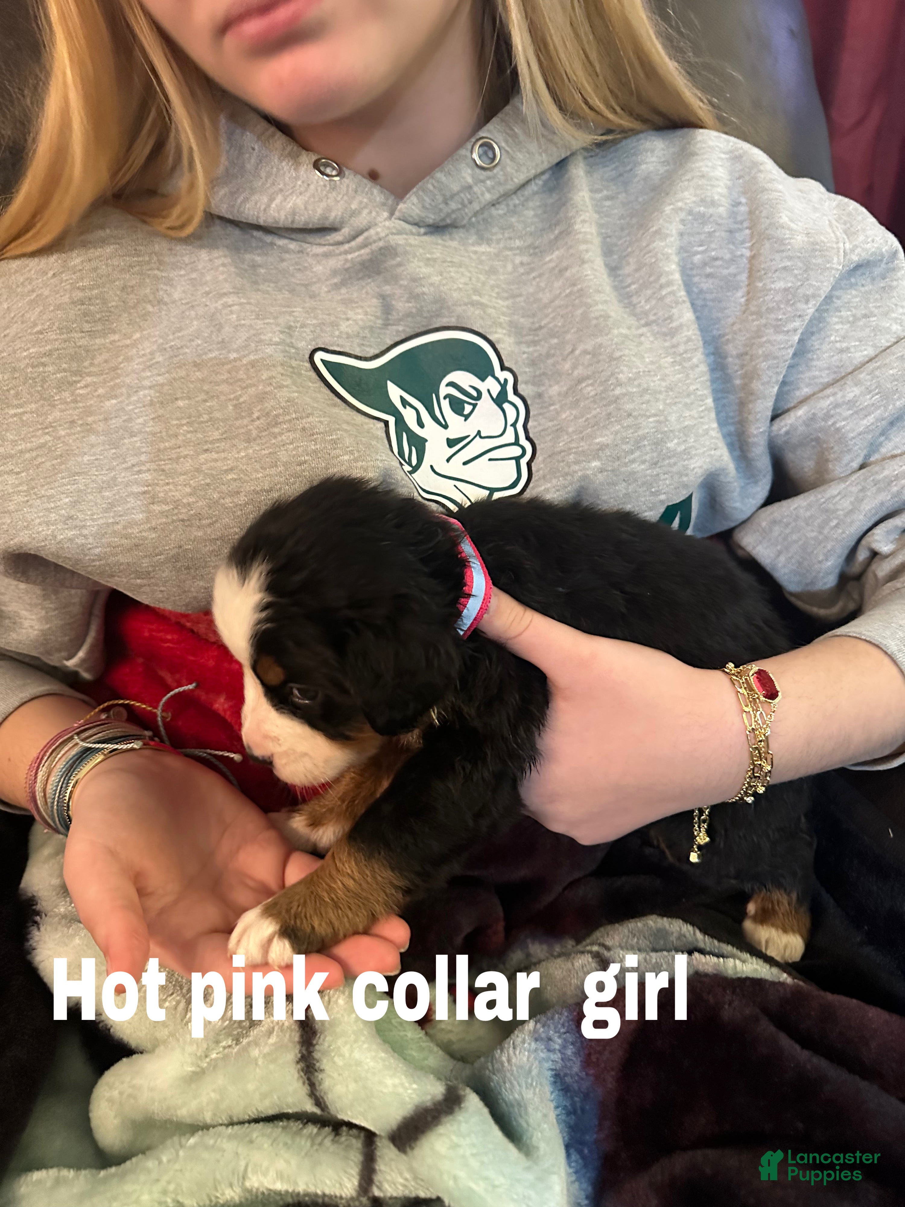 Bernese Mountain Dog dogs Bernese Mountain Dog Puppy 3 - Ad 3