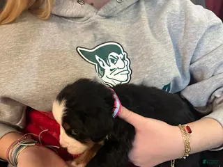 Bernese Mountain Dog dogs Bernese Mountain Dog Puppy 3 - Ad 3