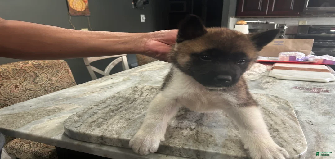 Gallery Image {{count}}